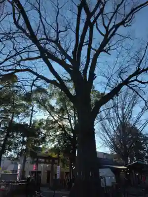 小杉神社(神奈川県)
