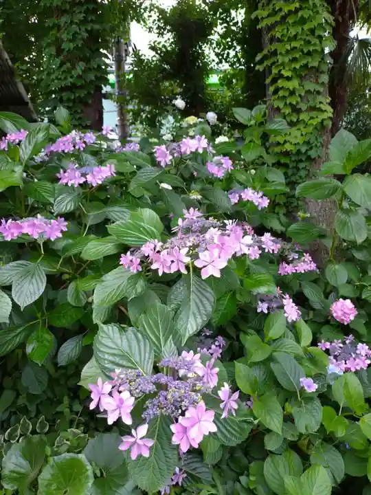 本郷氷川神社(東京都)