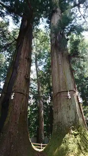 河口浅間神社の自然