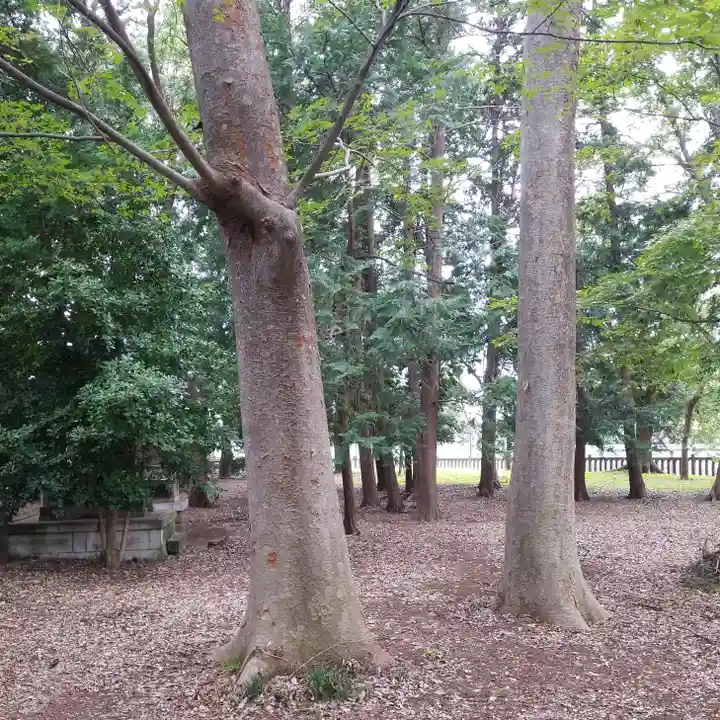 八幡神社の自然