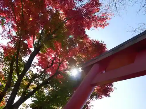 武蔵御嶽神社の鳥居