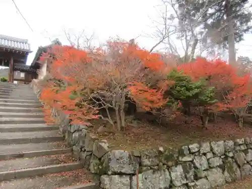 毘沙門堂門跡の自然