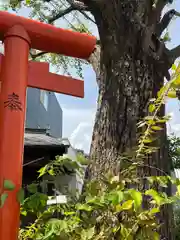 北浜三社稲荷神社(東京都)