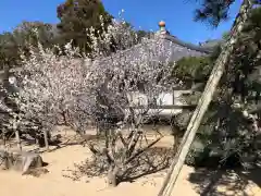 浄国寺の庭園