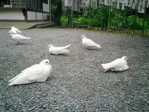 旗上弁財天社の動物