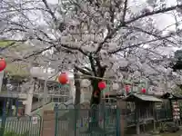 桜神宮の自然