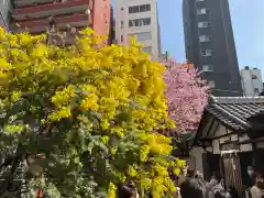 蔵前神社の自然