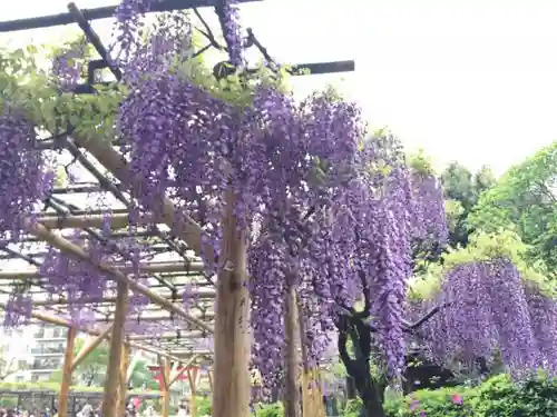 亀戸天神社の庭園