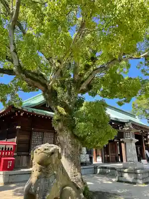 吹揚神社の狛犬