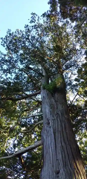 阿久津「田村神社」(郡山市阿久津町)旧社名:伊豆箱根三嶋三社の自然