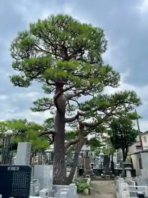 大運寺(神奈川県)