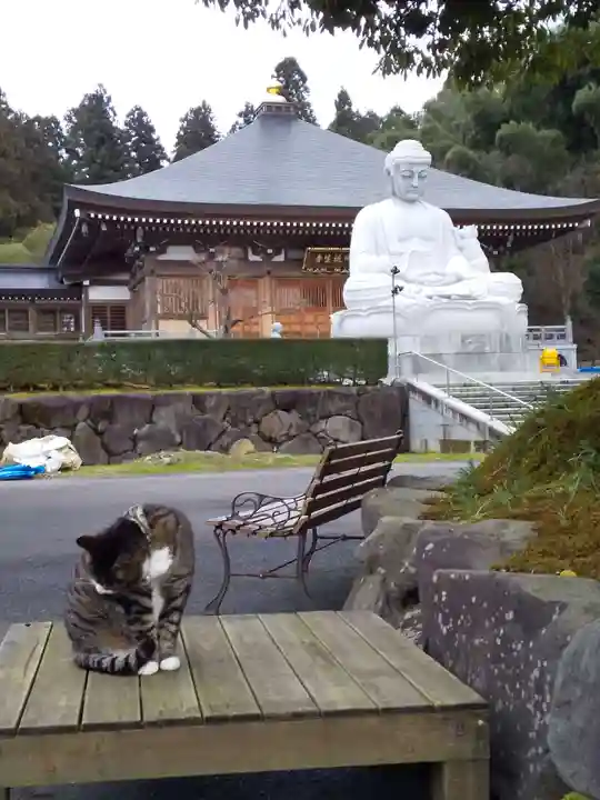 御誕生寺(猫寺)(福井県)