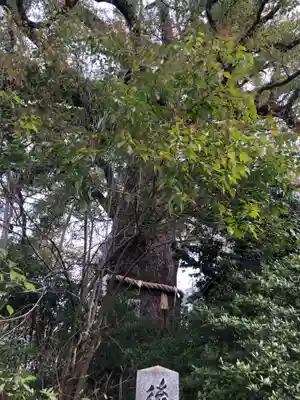 新熊野神社(京都府)