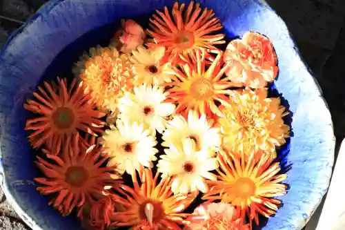 川越八幡宮の{uncategorized: "未分類", other: "その他", undefined: "問題あり", building: "その他建物", grave: "お墓", sacred_gate: "鳥居", guardian: "狛犬", statue: "像", buddha: "仏像", history: "歴史", nature: "自然", garden: "庭園", animal: "動物", pagoda: "塔", temizu: "手水舎", mountain_gate: "山門・神門", sanctuary: "本殿・本堂", subordinate: "末社・摂社", art: "芸術", scenery: "景色", jizo: "地蔵", ema: "絵馬", goshuin: "御朱印", omikuji: "おみくじ", items: "授与品その他", amulet: "お守り", goshuincho: "御朱印帳", eats: "食事", festival: "お祭り", votive_dance: "神楽", shichigosan: "七五三参", wedding: "結婚式", experience: "体験その他", initially: "初詣", around: "周辺", anti_infection: "感染症対策"}