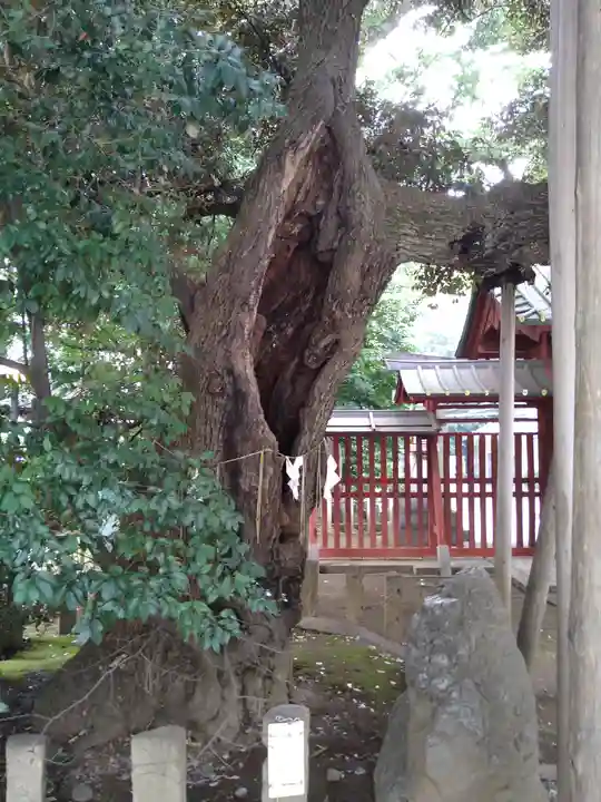 金王八幡宮の自然
