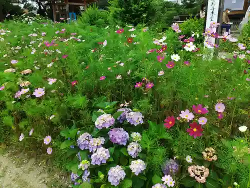般若寺 ❁﻿コスモス寺❁の自然