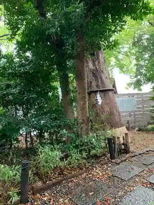 上青木氷川神社の自然