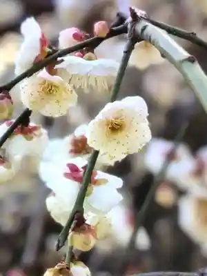 東長谷寺　薬王院(東京都)