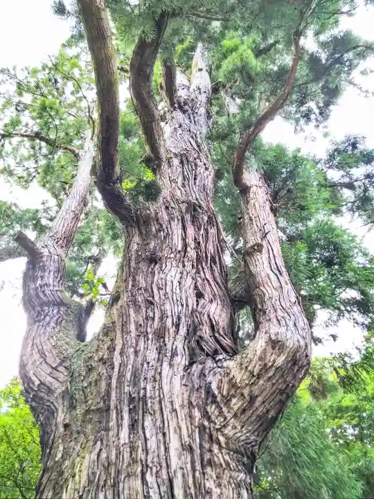 若狭姫神社(若狭彦神社下社)(福井県)