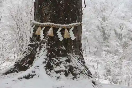 阿久津「田村神社」（郡山市阿久津町）旧社名：伊豆箱根三嶋三社の自然