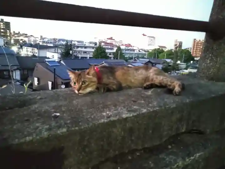 阿智神社の動物