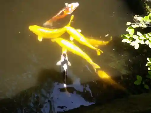 銭洗弁財天宇賀福神社の動物