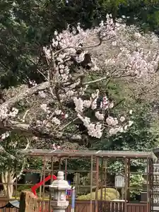 国上寺(新潟県)(2025年04月11日(金) 15時31分06秒投稿)