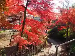 本土寺の自然