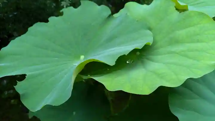 勝林寺(京都府)