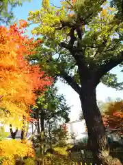 高台寺の自然