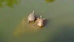 亀戸天神社の動物