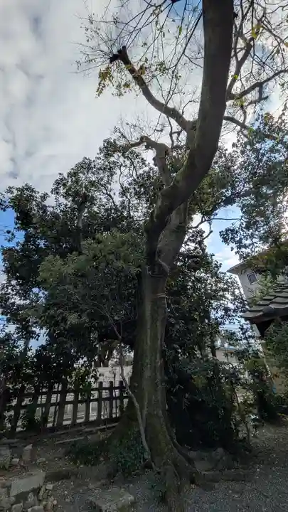 西四条斎宮 西院野々宮神社(春日神社御旅所)の自然