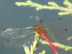 屋久島大社の動物