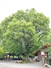 橘神社(長崎県)