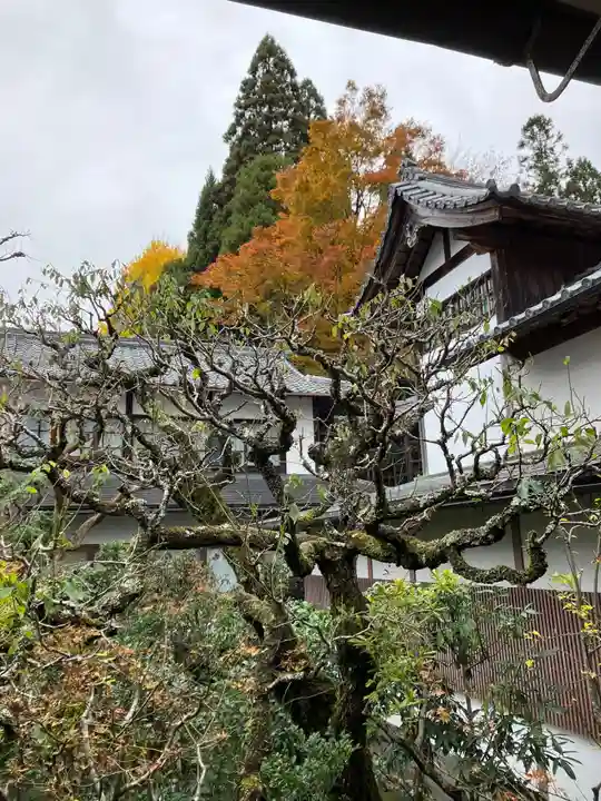 三千院門跡の自然