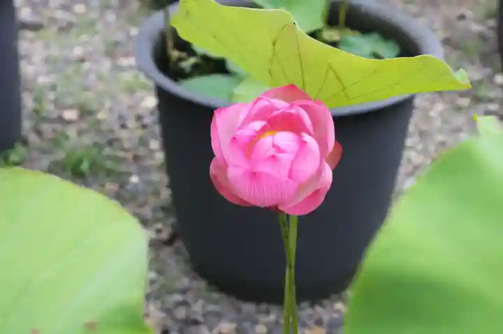 行願寺(革堂)(京都府)