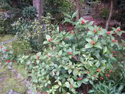 龍吟庵（竜吟庵）の自然