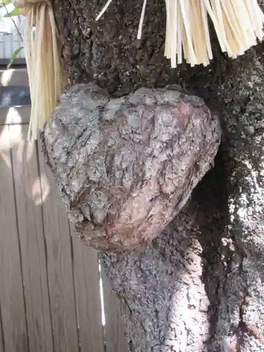 小室浅間神社の自然