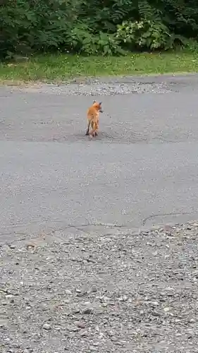 上川神社の動物