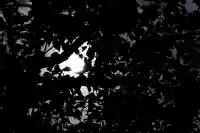 くまくま神社(導きの社 熊野町熊野神社)の自然