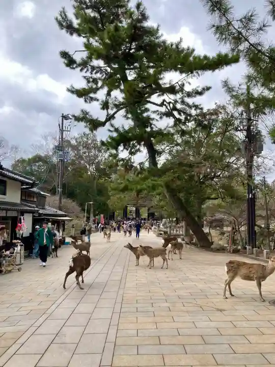 東大寺の{uncategorized: "未分類", other: "その他", undefined: "問題あり", building: "その他建物", grave: "お墓", sacred_gate: "鳥居", guardian: "狛犬", statue: "像", buddha: "仏像", history: "歴史", nature: "自然", garden: "庭園", animal: "動物", pagoda: "塔", temizu: "手水舎", mountain_gate: "山門・神門", sanctuary: "本殿・本堂", subordinate: "末社・摂社", art: "芸術", scenery: "景色", jizo: "地蔵", ema: "絵馬", goshuin: "御朱印", omikuji: "おみくじ", items: "授与品その他", amulet: "お守り", goshuincho: "御朱印帳", eats: "食事", festival: "お祭り", votive_dance: "神楽", shichigosan: "七五三参", wedding: "結婚式", experience: "体験その他", initially: "初詣", around: "周辺", anti_infection: "感染症対策"}