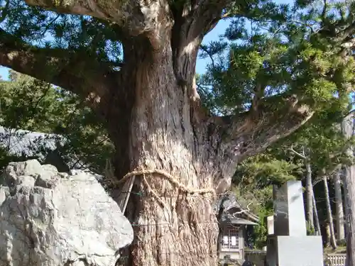 鶴谷八幡宮の自然