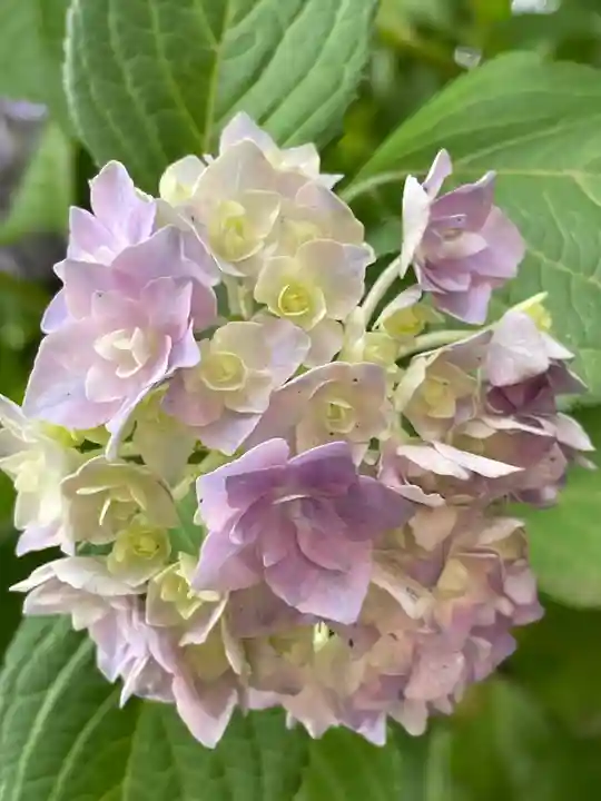 上野東照宮の自然