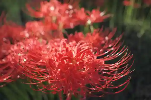 糀谷八幡宮の自然