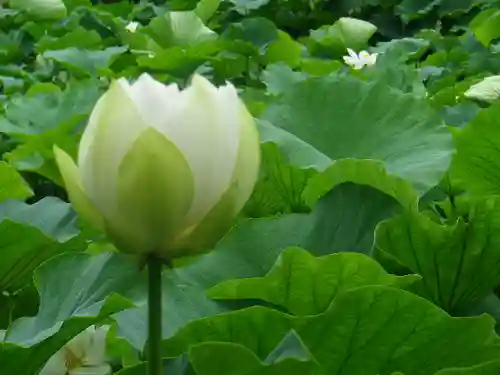 鶴岡八幡宮の自然