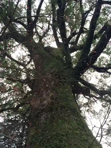 仁比山神社(佐賀県)