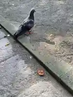 宇都宮二荒山神社(栃木県)