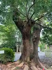 高麗神社(埼玉県)