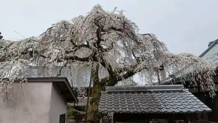 西蓮寺の{uncategorized: "未分類", other: "その他", undefined: "問題あり", building: "その他建物", grave: "お墓", sacred_gate: "鳥居", guardian: "狛犬", statue: "像", buddha: "仏像", history: "歴史", nature: "自然", garden: "庭園", animal: "動物", pagoda: "塔", temizu: "手水舎", mountain_gate: "山門・神門", sanctuary: "本殿・本堂", subordinate: "末社・摂社", art: "芸術", scenery: "景色", jizo: "地蔵", ema: "絵馬", goshuin: "御朱印", omikuji: "おみくじ", items: "授与品その他", amulet: "お守り", goshuincho: "御朱印帳", eats: "食事", festival: "お祭り", votive_dance: "神楽", shichigosan: "七五三参", wedding: "結婚式", experience: "体験その他", initially: "初詣", around: "周辺", anti_infection: "感染症対策"}