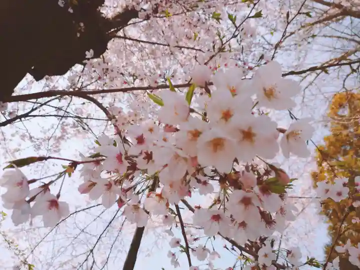 羽黒神社の自然